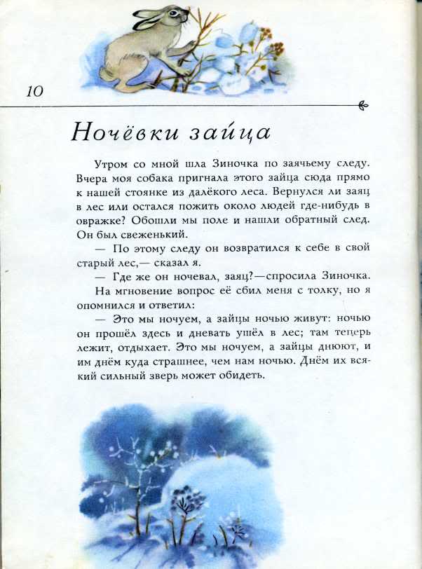 Пришвин как заяц сапоги съел. Ночевки зайца рассказ. Ночевки зайца пришвин. Пришвин про зайца.