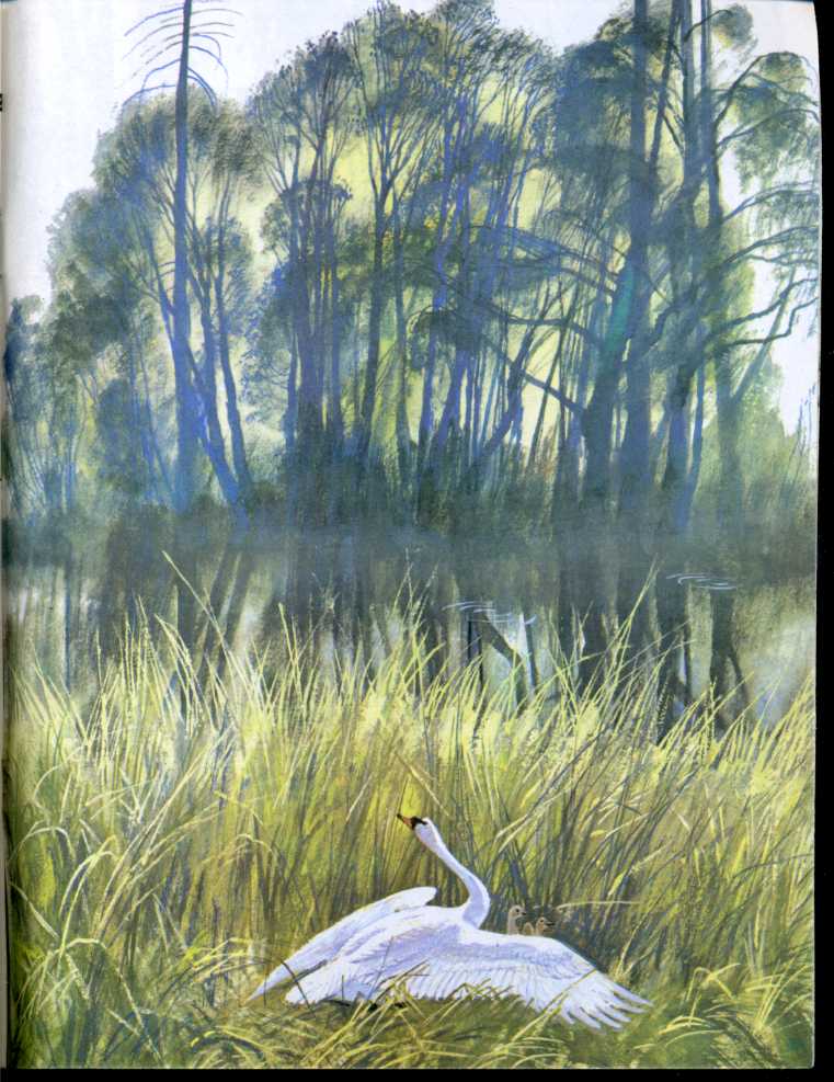 Рисунок к произведению есенина лебедушка - 83 фото