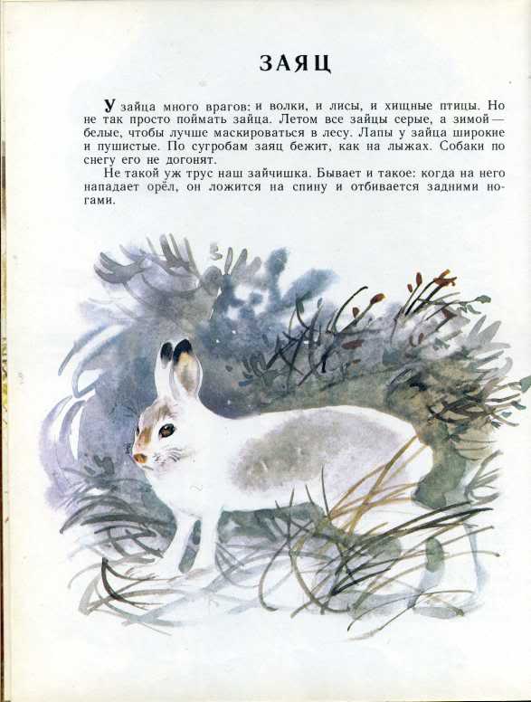 Произведение зайцы. Рассказ г.Снегирёва заяц. Произведение про зайца. Произведения про Зайцев. Г. Снегирев заяц текст.