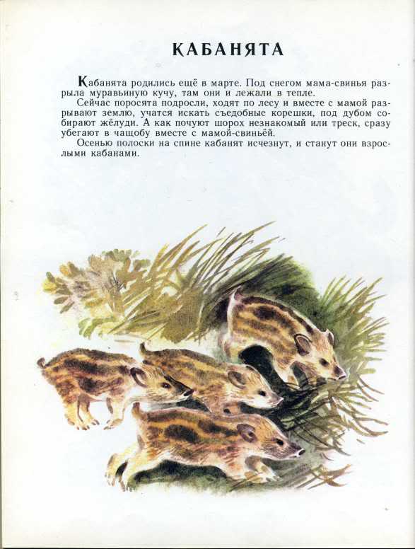 Рассказ бобровая хатка снегирев. Геннадий Снегирев короткие рассказы. Рассказ Снегирёв рассказы. Снегирев заяц. Рассказы о природе Снегирев хитрый бурундук.