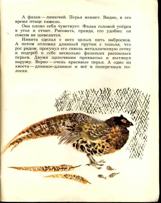 Рассказ чарушина птицы. Евгений Чарушин Воробей иллюстрации. Петушок с семьей Чарушин. Цыпленок корней Чуковский художник Никита Чарушин. Никитка и его друзья читательский дневник рисунок Чарушин.